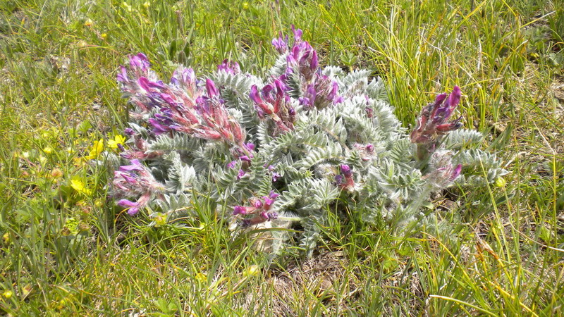 Val d''Aosta 09 - Oxytropis cfr. halleri